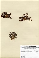 藏品(哈維圈扇藻)的圖片